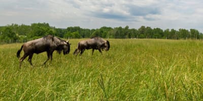 ranch_dupont_1