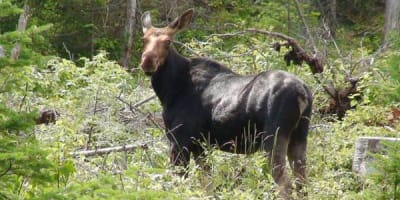 reserve_faunique_de_duniere_1