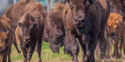 terre_des_bisons_1