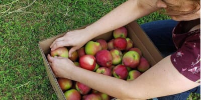 verger_trois_pommes_1