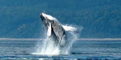 viens_voir_les_baleines_1