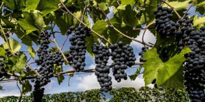 vignoble_du_marathonien_1
