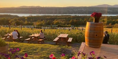 vignoble_isle_de_bacchus_1