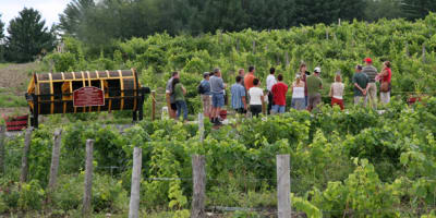 vignoble_le_cep_dargent_1