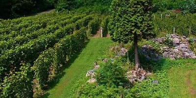 vignoble_le_domaine_des_3_moulins_1