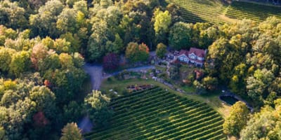 vignoble_les_murmures_1
