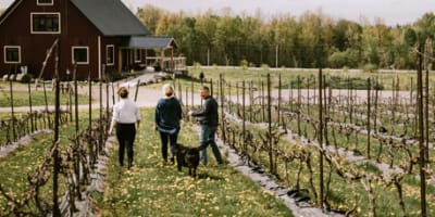 vignoble_petit_chariot_rouge_1