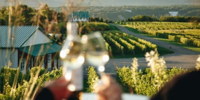 vignoble_sainte_petronille_1