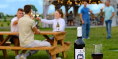 vignoble_vineterra_1
