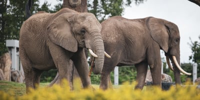 zoo_de_granby_1