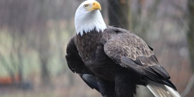 zoo_ecomuseum_1