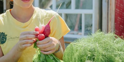 Projet La Ruche - An individual holding fresh radishes