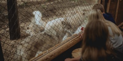 Wolf Sanctuary LUPO - Three crouching people interact with three wolves behind a fence
