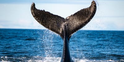 Viens voir les baleines