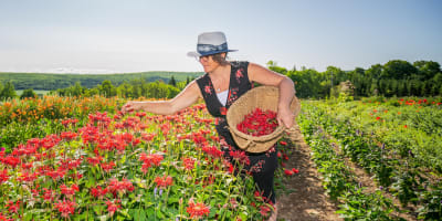 Viv-Herbes - Champs de fleurs