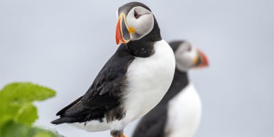 Oiseaux Iles Mingan