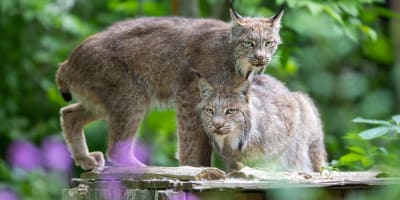 Zoo Ecomuseum