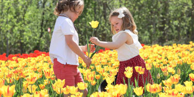 Two children in a field of tulips