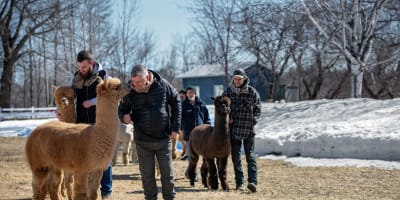 Excursion with an alpaca at Alpagasélect.