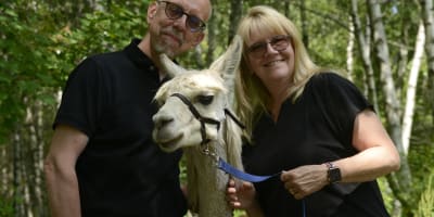Alpagas du Domaine Poissant - A man, a woman and an alpaca