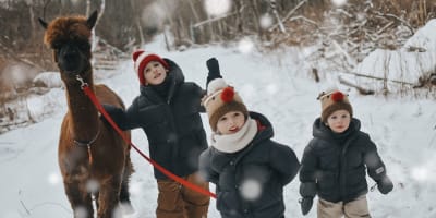 Alpagas du Domaine Poissant - Three children walking an alpaca in winter