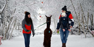 A family out for a walk with an alpaca in winter at Alpagas du Domaine Poissant.