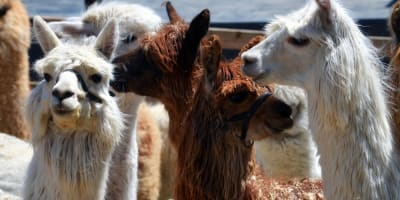 Alpagas du Domaine Poissant.