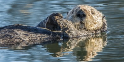 Sea otter - Aquarium du Québec.