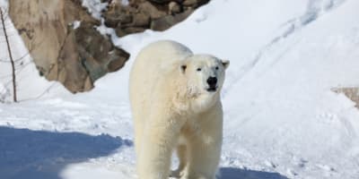 Polar bear - Aquarium du Québec