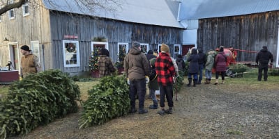 Christmas tree shop.