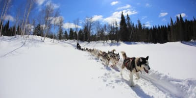 Dog sledding in the woods.