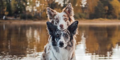 Trip with Doggie Package