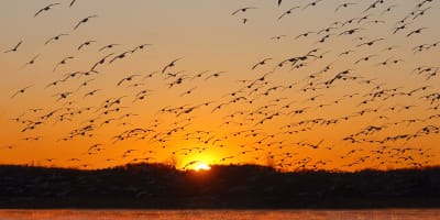 Cohabiter : 25 ans de partage au Lac Saint-Pierre.