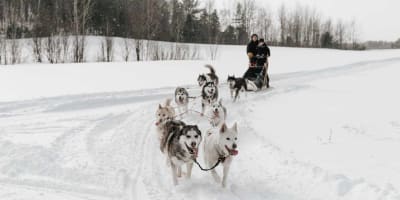Un couple faisant du traineau à chiens.