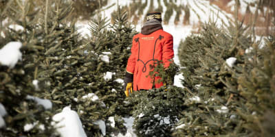 Man in an alley of fir trees.