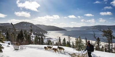 Dog sledding by the river.