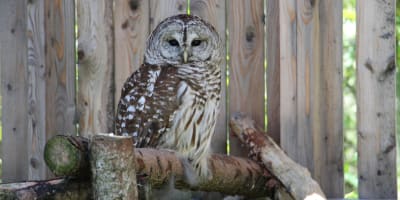 Une chouette au Centre d'interprétation des oiseaux de proie de Godbout.