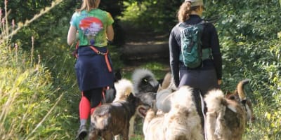 Hiking with huskies.