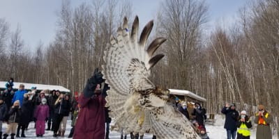 Bird flying at Chouette à voir in winter.