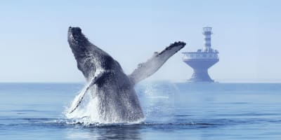 Forfait croisière Québec-Tadoussac.