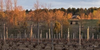 Coucher de soleil sur une vigne du Domaine des Salamandres en Montérégie.