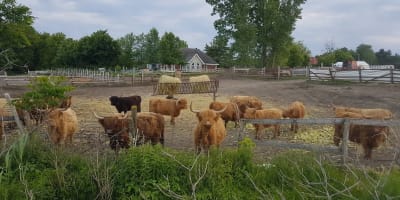Highland cattle grazing freely in a field.