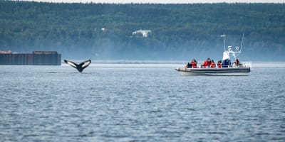Du Fleuve - Whale watching cruise