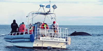 Kayaking and Whale Watching Cruise Package