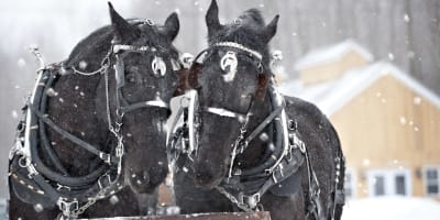 Two horses at Érablière au Sous-Bois.