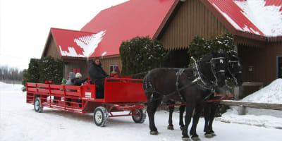 Carriage at the Érablière Au Toit Rouge.