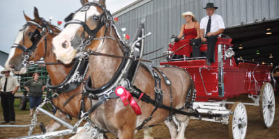 Horses - Expo Shawville Fair.