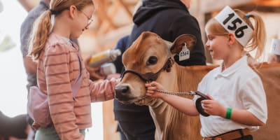 Two little girls standing next to a calf.