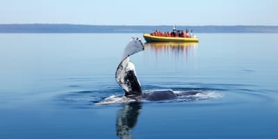 Forfait Croisières aux Baleines au Fairmont Le Manoir Richelieu