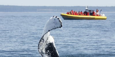 Baleine